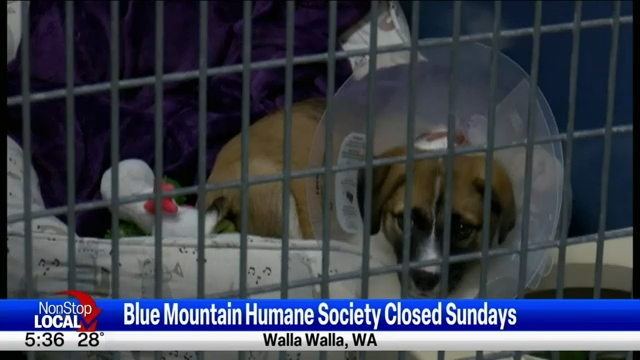 Blue Mountain Humane Society closing it s doors to the public