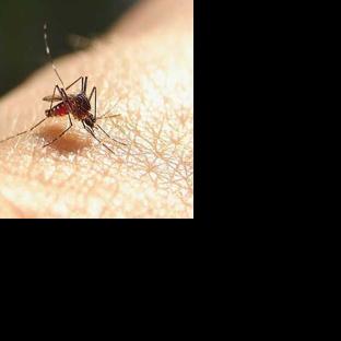 Mosquito research in Washington could help improve future repellents