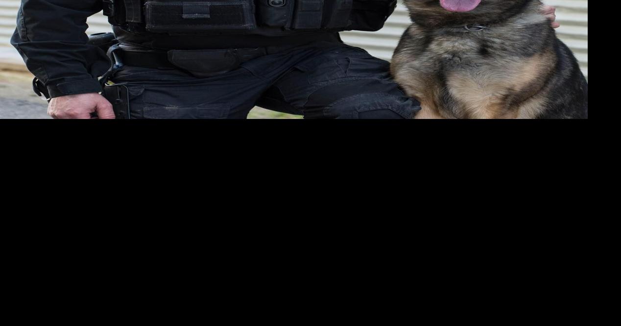 Retired Kennewick K-9 Officer Axel dies after 8 years of service | News ...