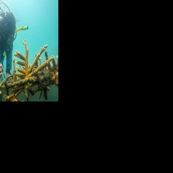 Former fishermen have opted to revive Colombia's coral reefs instead of destroying them