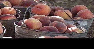 Yakima fruit processor fined after two workers die in tractor rollovers - Vimarsana News