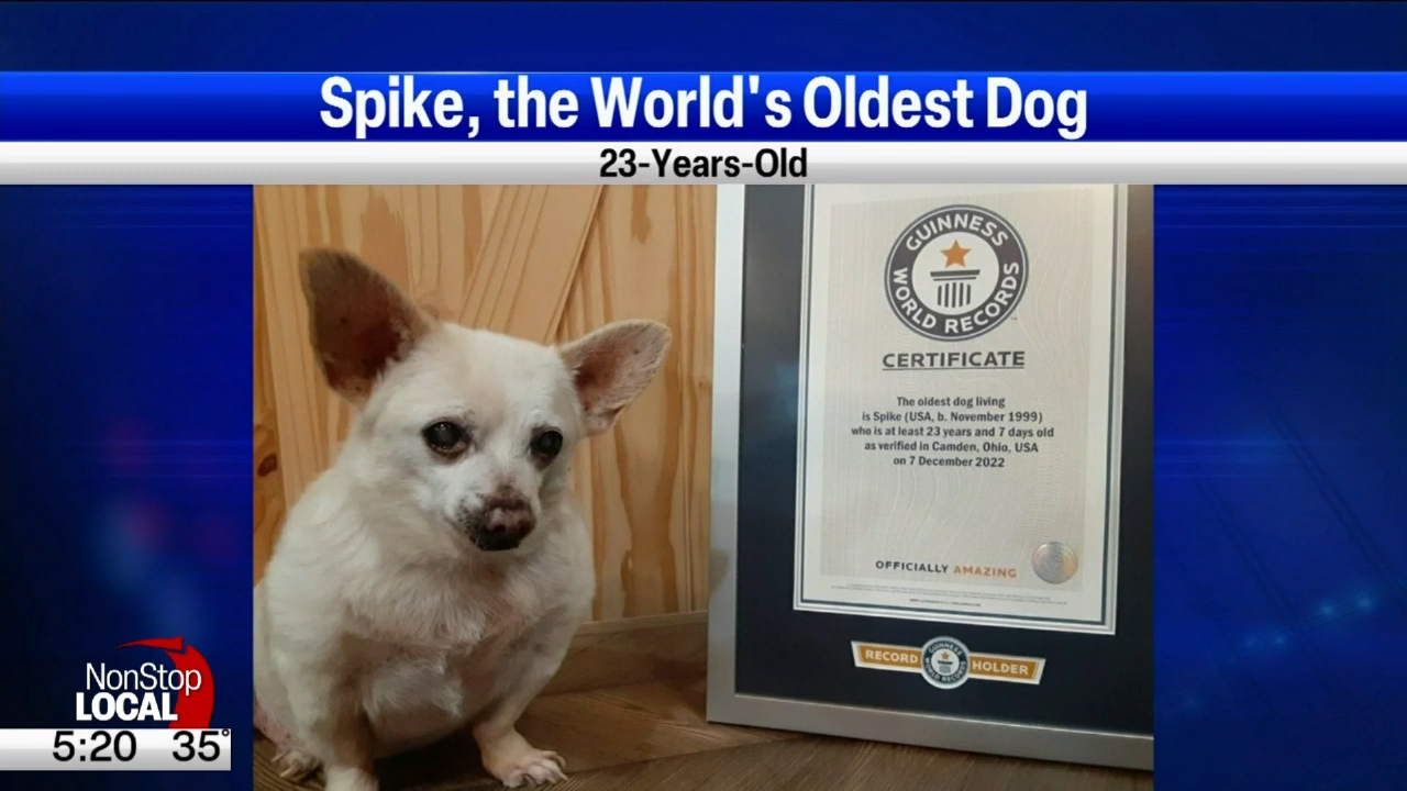 Meet Spike, the world's oldest living dog