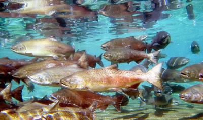 PHOTO: Chinook Salmon