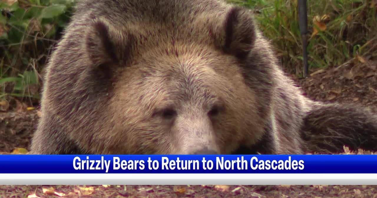 Rep. Newhouse reacts to grizzly bear restoration directive - Vimarsana News
