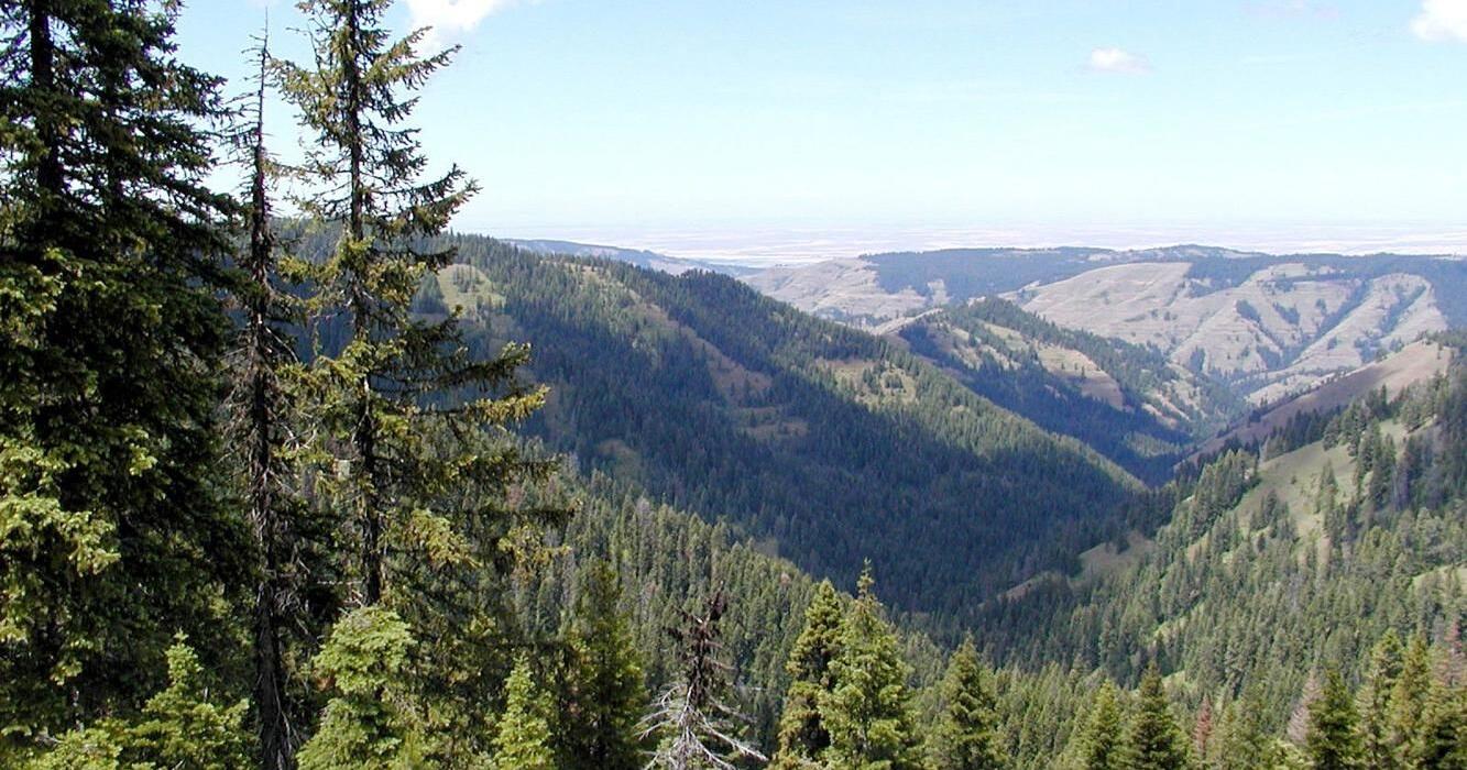 Fire danger "High" in Wallowa-Whitman national forest - Vimarsana News