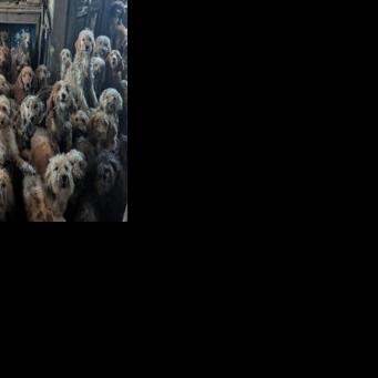 UK animal charity rescues over 250 dogs from single home