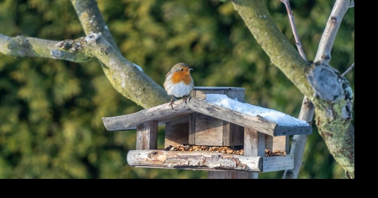 Most commonly seen birds in Washington