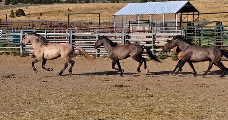 Riddle Mountain horse rescue opens limited public viewing near Burns