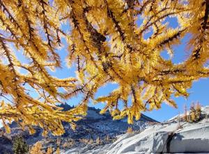 Autumn Leaf Color Changes Draw Attention in Yakima-Pasco-Richland-Kennewick Area