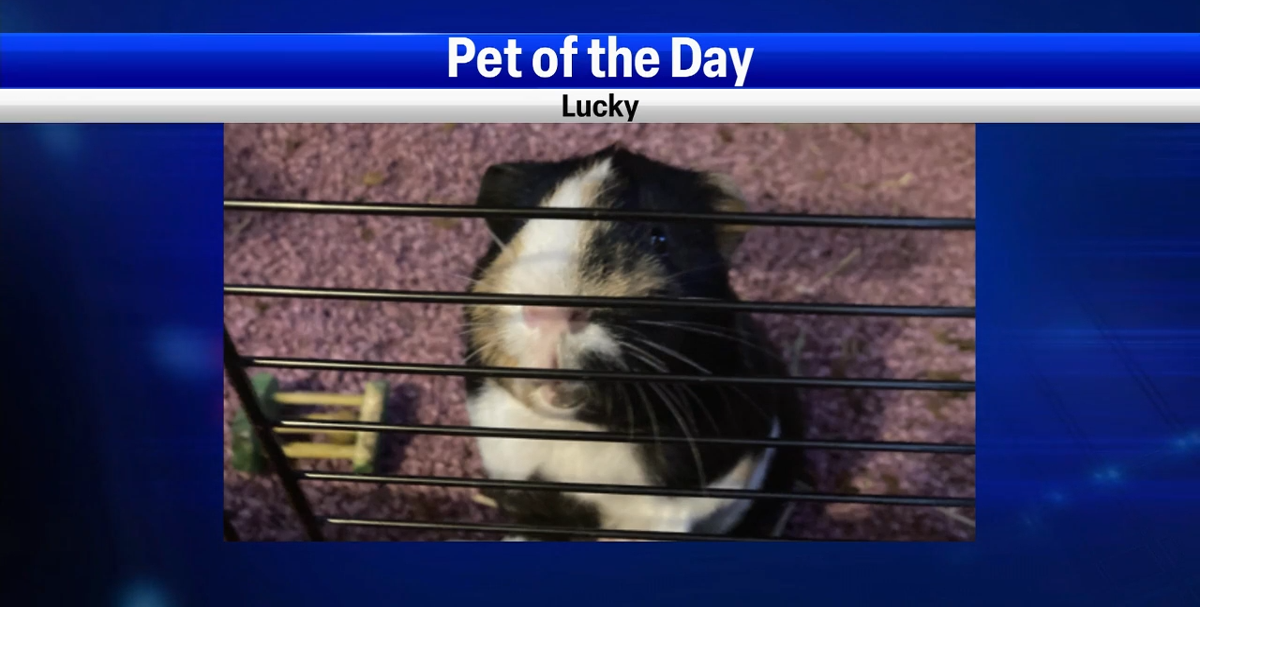Pet of the Day: Lucky | Features | nbcrightnow.com->Loving You / Sono Hanabira ni Kuchizuke o: Anata o Suki na Shiawase / その花びらにくちづけを　あなたを好きな幸せ (Ren'Py rewrite) (Japanese, English, Polish)