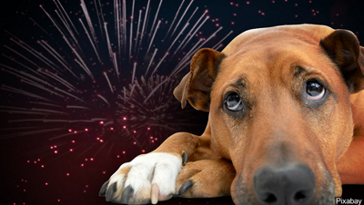 Make The Beginning Of 2020 Meaningful Comfort Dogs And