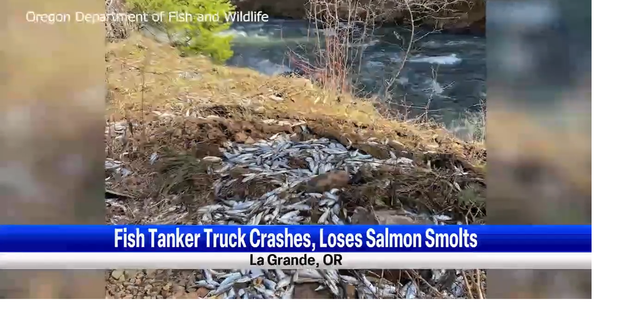 Crash involving fish tanker truck in northeast Oregon leaves 25,000 ...
