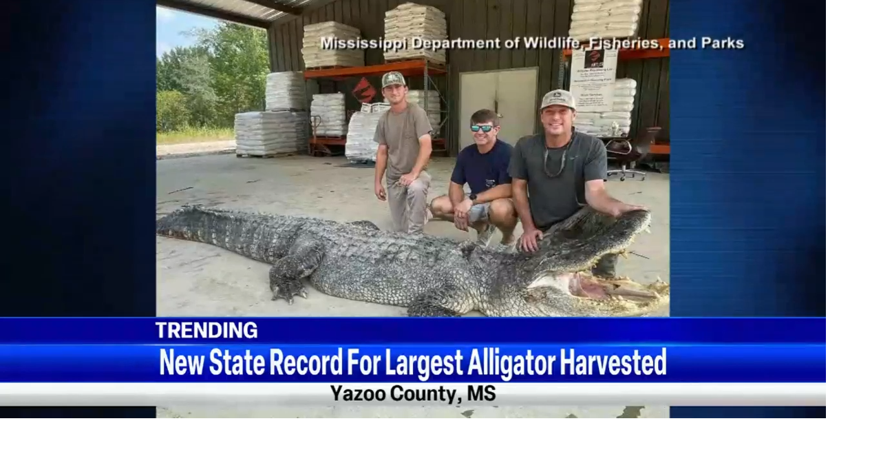 Trending Mississippi state record alligator Top Video