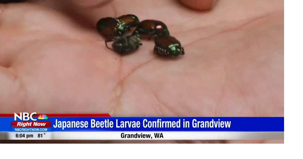 First Japanese beetle larvae sighting of 2022 confirmed in Grandview News
