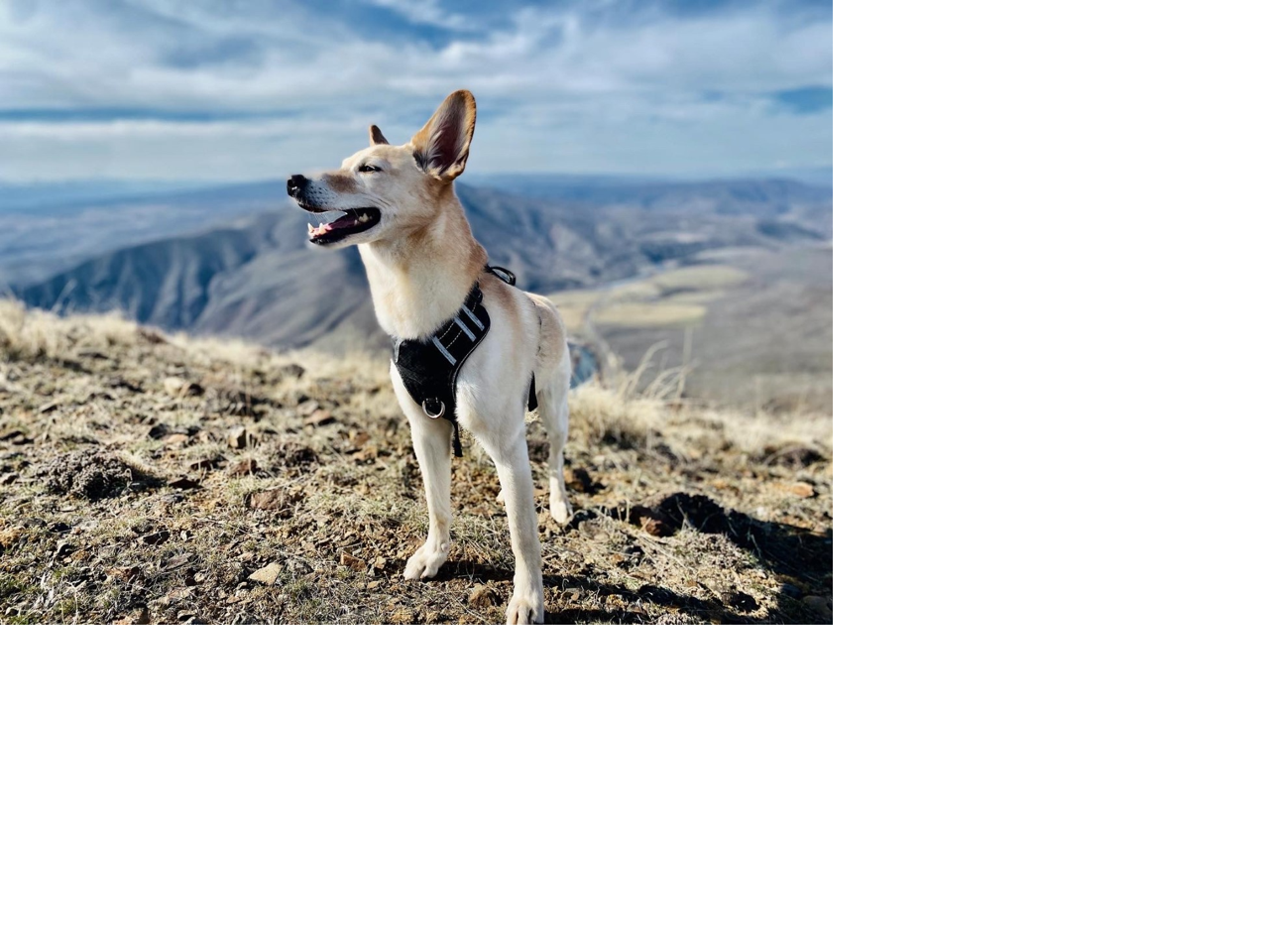 The city of Yakima is reminding dog owners on city rules about pets