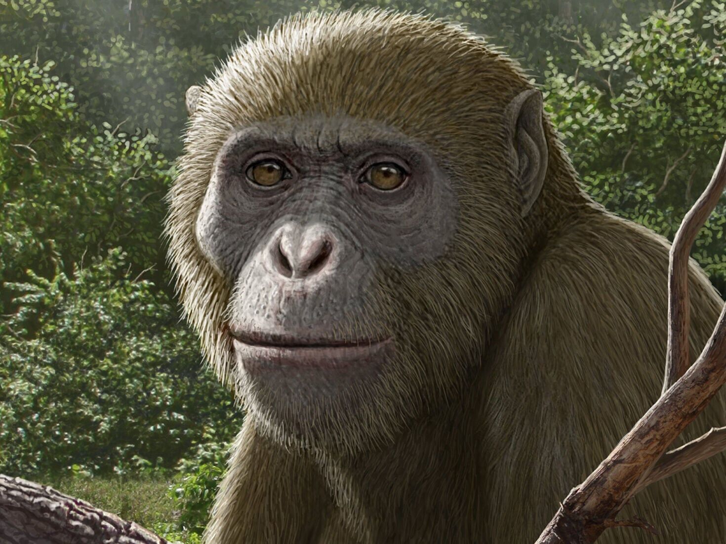 New ape discovery 'reshaping' understanding of evolution