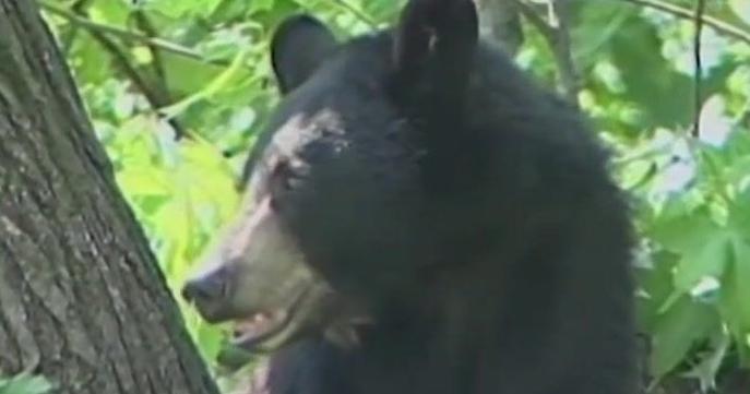 Oregon hunting and fishing ban measure moves closer to ballot