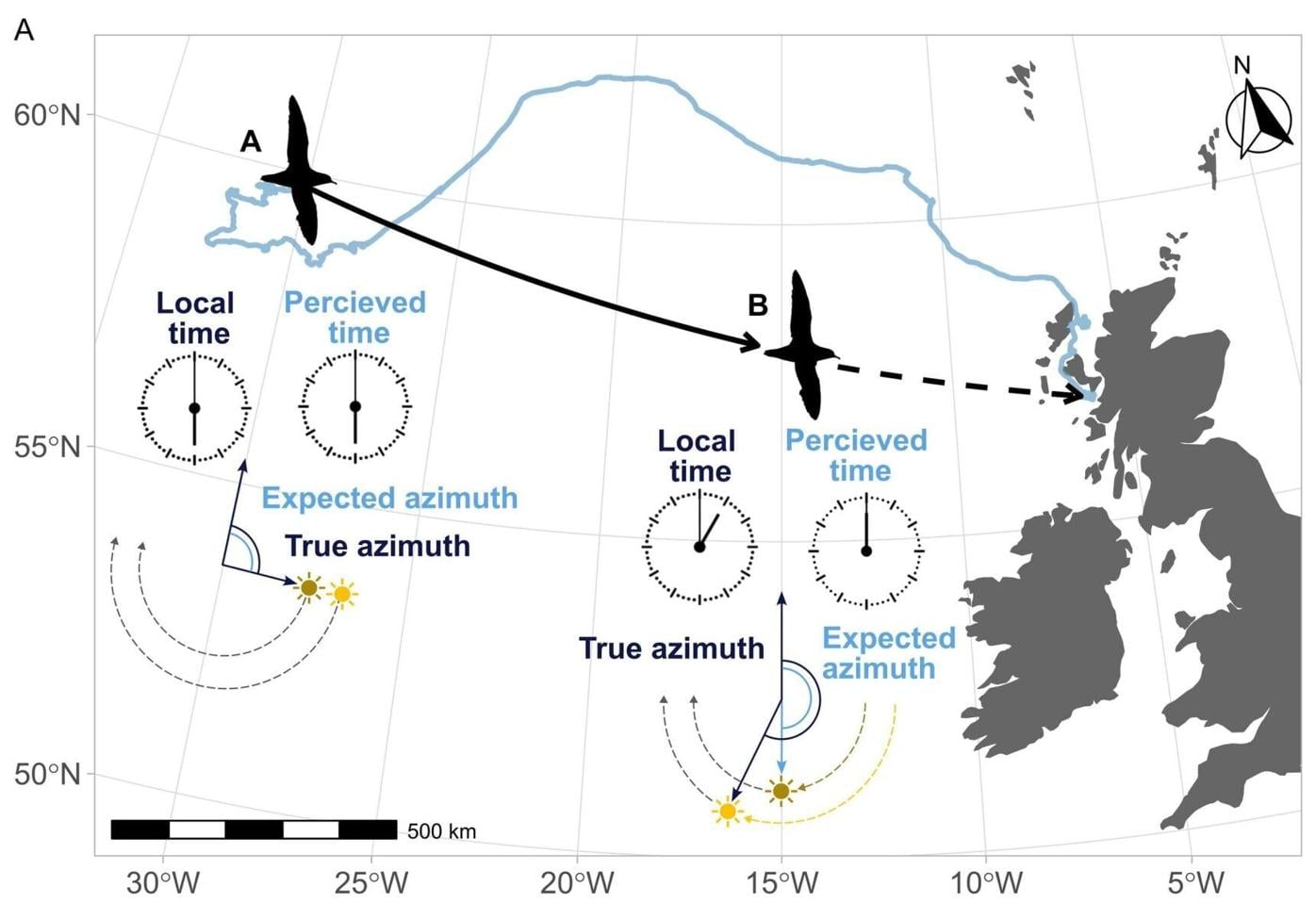 Even birds get jet lagged, study shows