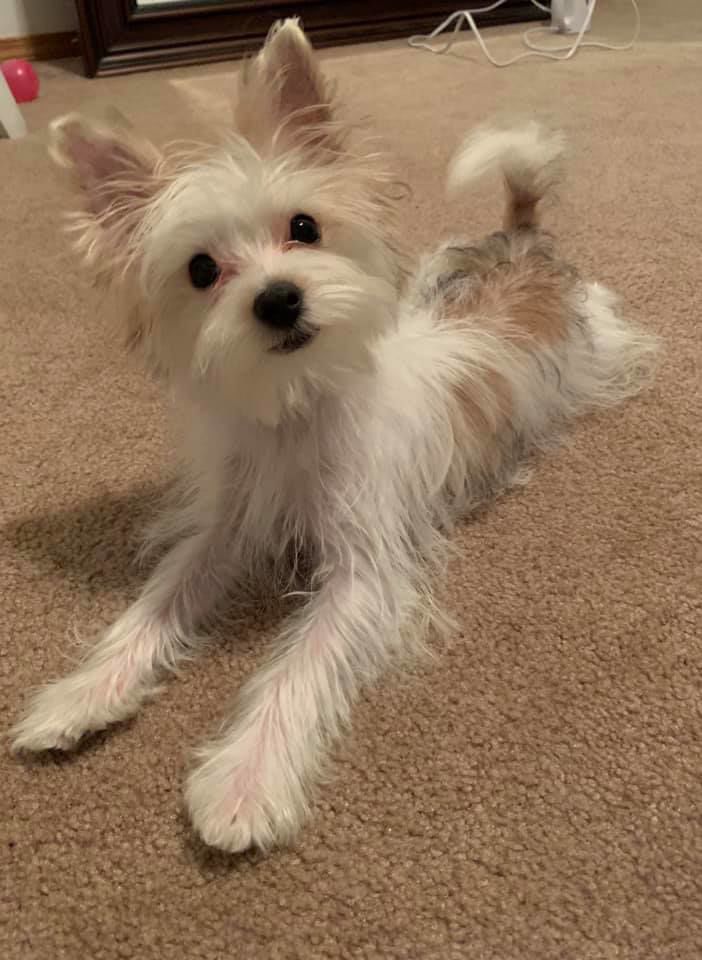 yorkie with maltese