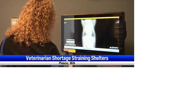 Veterinarian shortages making it harder to keep up with pet medical needs - Vimarsana News