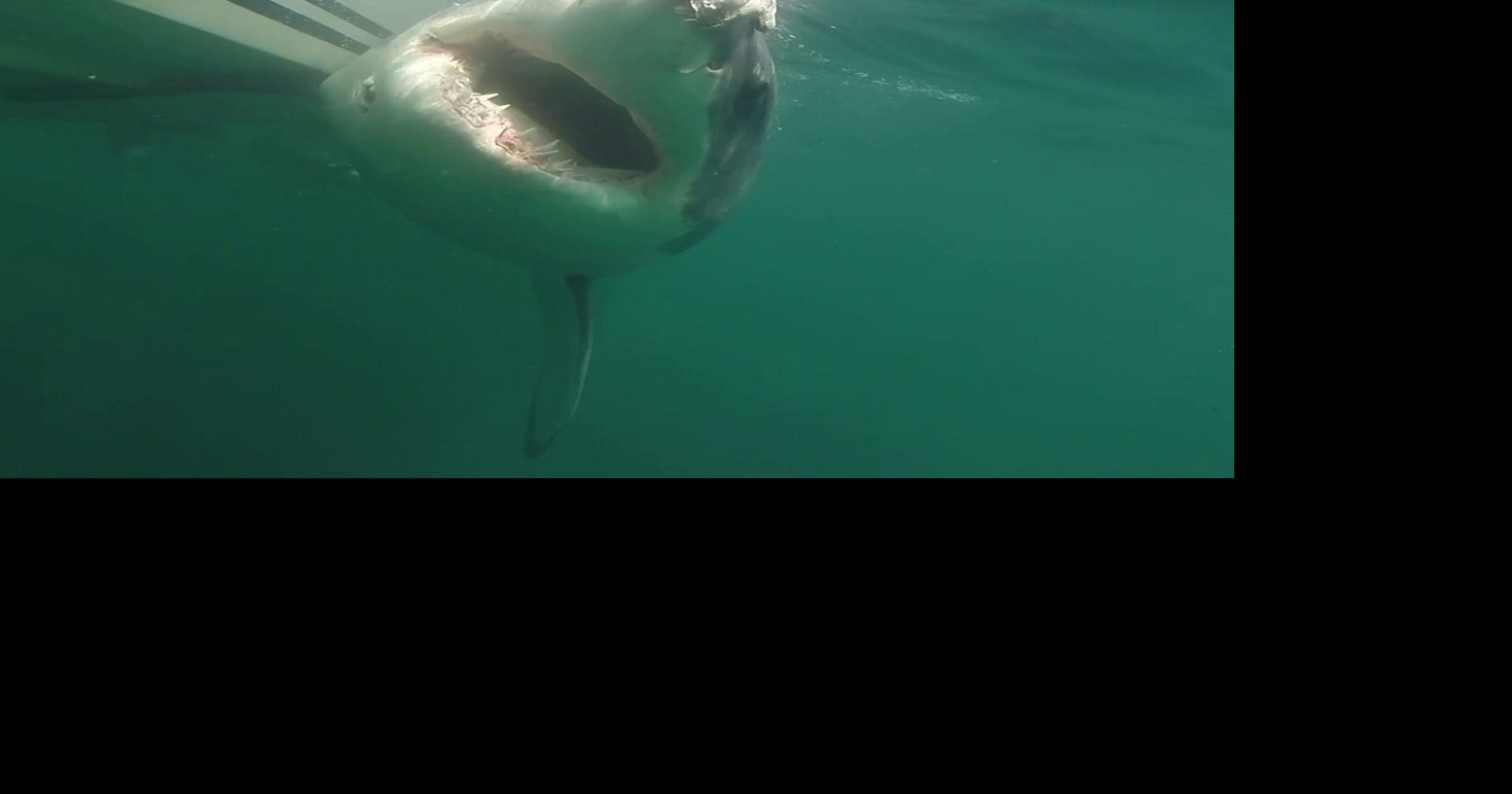 12-foot great white shark ‘Ernst’ spotted off Florida coast