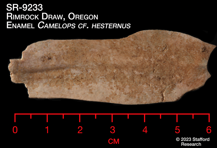 Oregon rockshelter may be oldest site of human occupation in America, News
