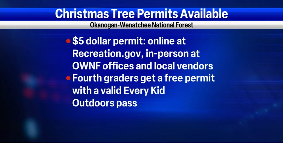 Planning to cut your own Christmas tree? Permits available now News