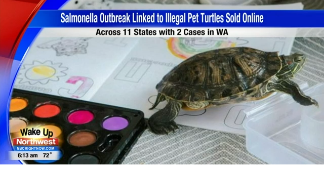 CDC Investigation Links Salmonella Outbreak to Small Turtles