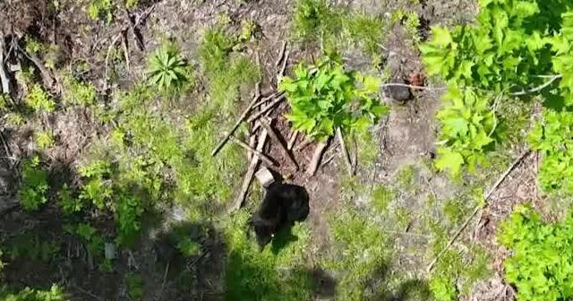 Oregon warns residents about black bears' hungry habits
