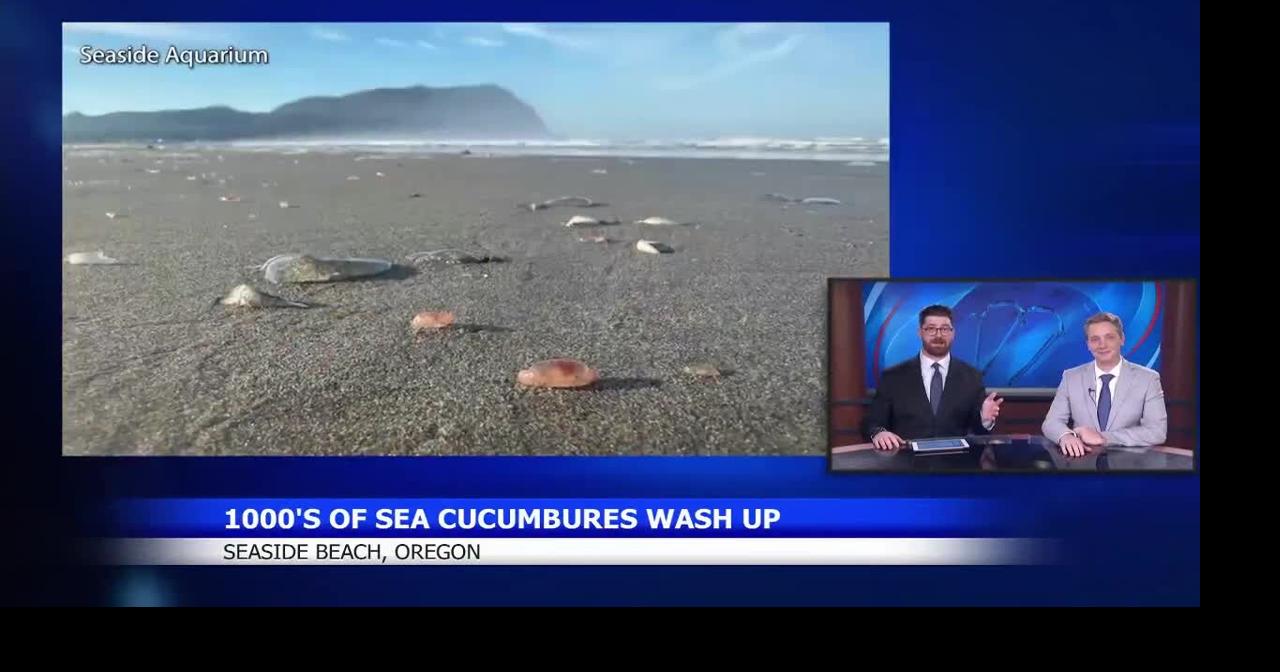 Sea cucumbers blanket Seaside Beach due to unusual conditions