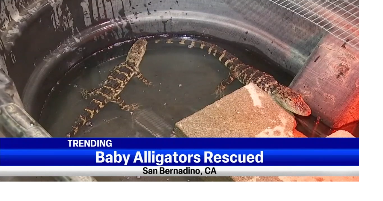 Trending Alligators rescued in California Top Video
