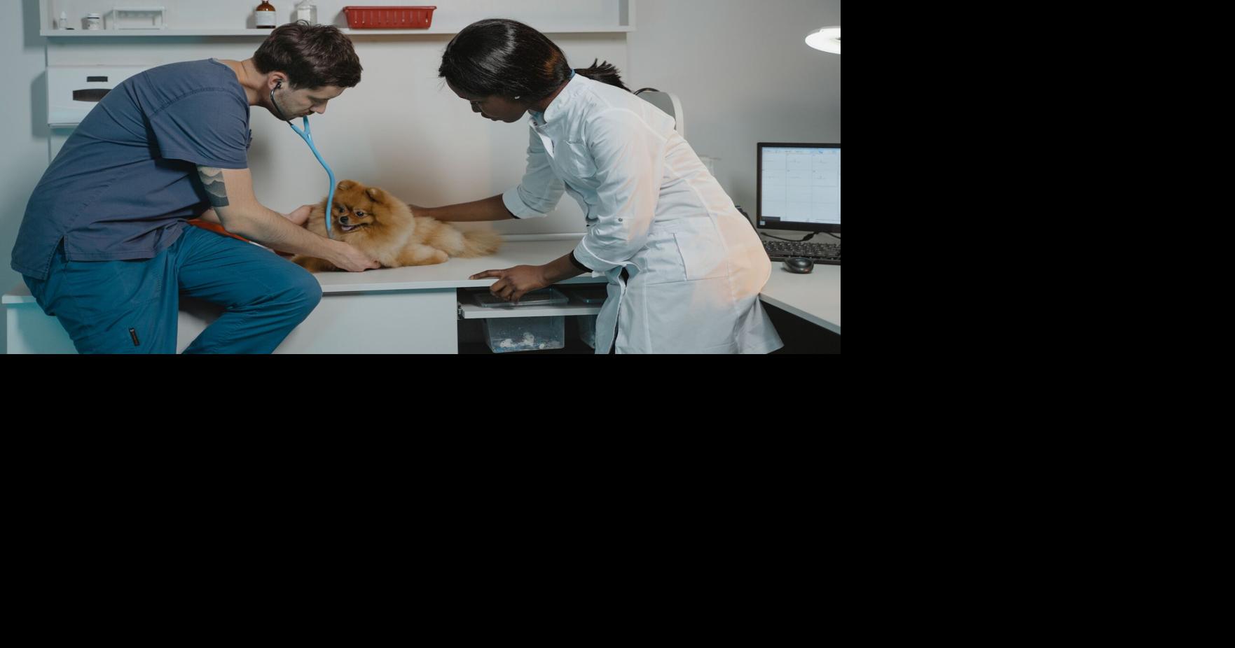 Animal shelters in TriCities and Yakima closed for parvovirus recovery