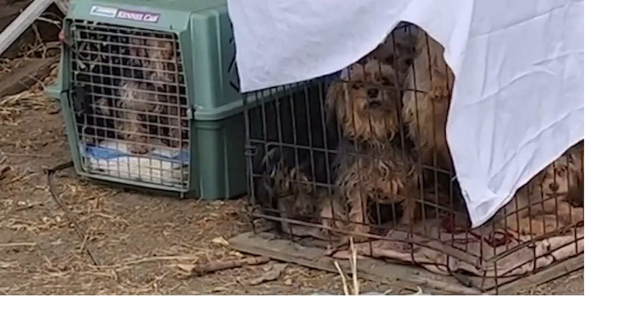 Yorkie puppy mill rescue clearance