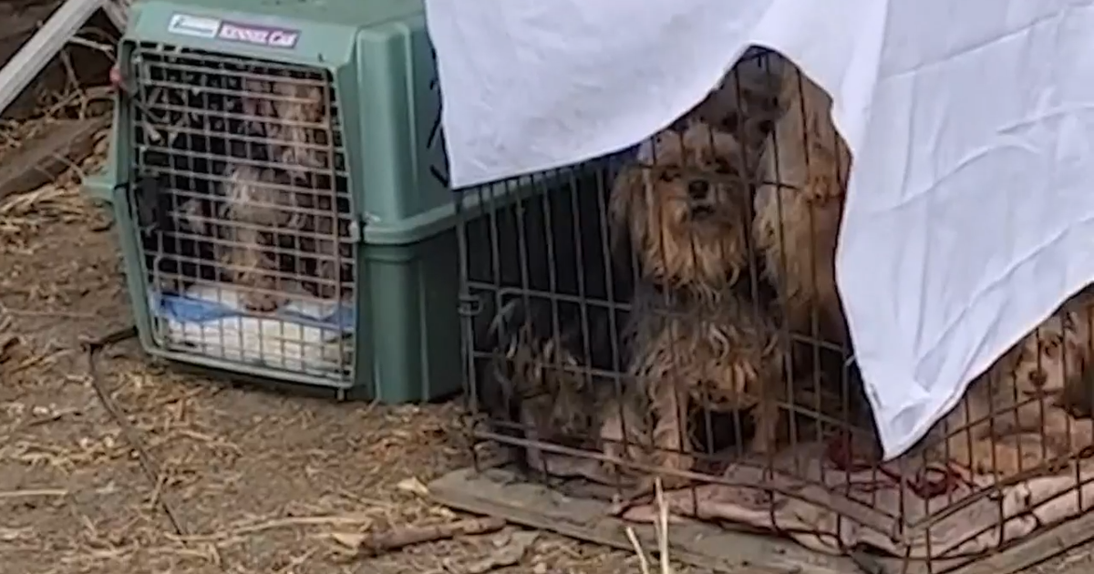 Yorkie puppy hotsell mill rescue