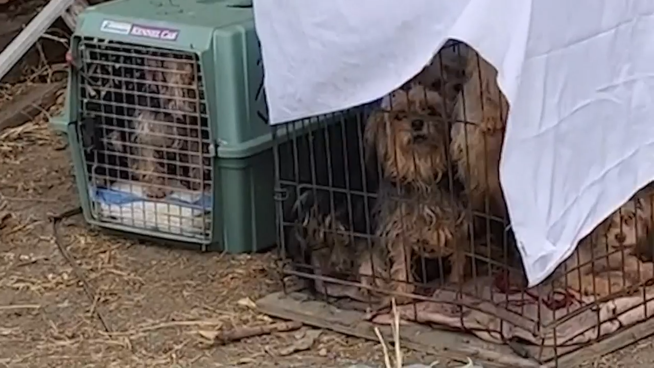 Yorkie cheap puppy mill