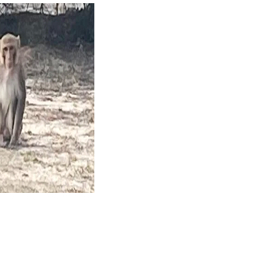 Pet monkey attacks Oklahoma woman before being shot and killed, police ...