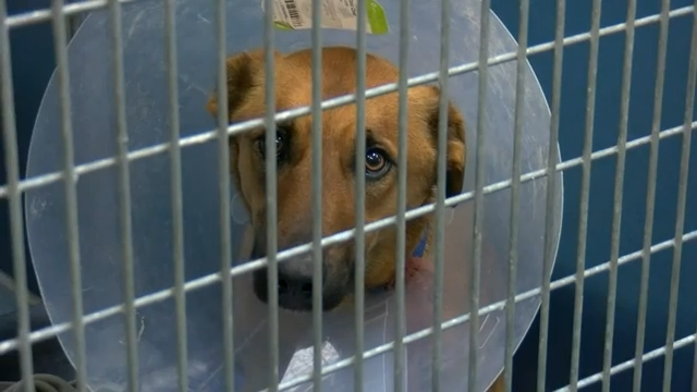 Blue Mountain Humane Society lowers adoption price as it reaches