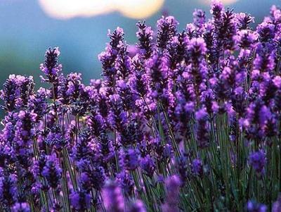 Lavender Festival In Hermiston Happening Saturday Archives