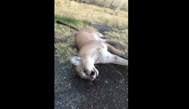 Cougar Hit And Killed Along Highway 240 Monday Morning | News ...