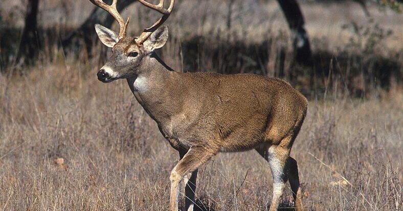 Wildlife agencies ask fall hunters to follow chronic wasting disease regulations
