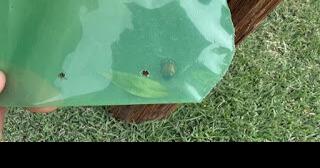 The Washington Department of Agriculture has put up Japanese Beetle traps in the area - Vimarsana News