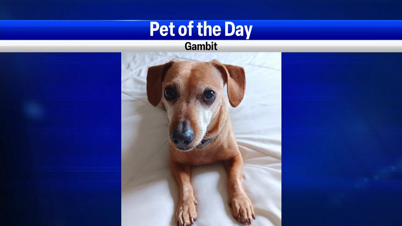 Pet of the Day Gambit