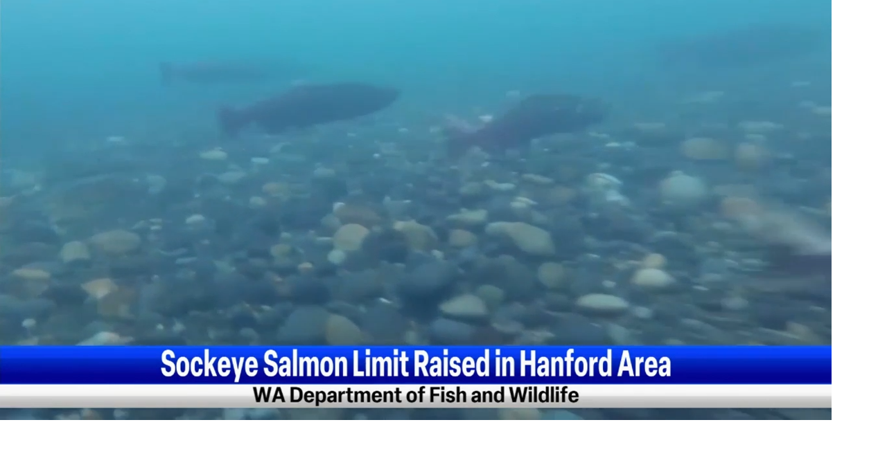 Sockeye salmon fishing limit expanded in Richland News