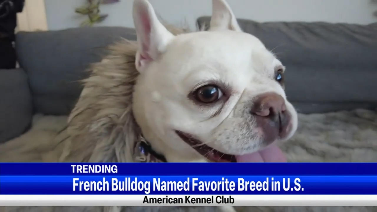 What's Trending: French Bulldog named favorite breed | Top Video |  