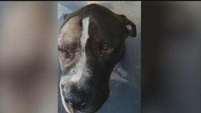 Dog recovering after being shot twice in the head | Archives ...