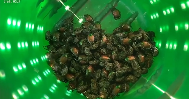 Japanese beetle numbers rise in Tri-Cities threatening local crops