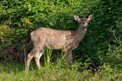 State Confirms Bluetongue Disease In Deer Archives Nbcrightnow Com