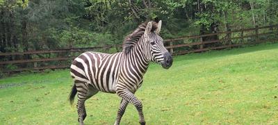 Police seek zebra who escaped during transport