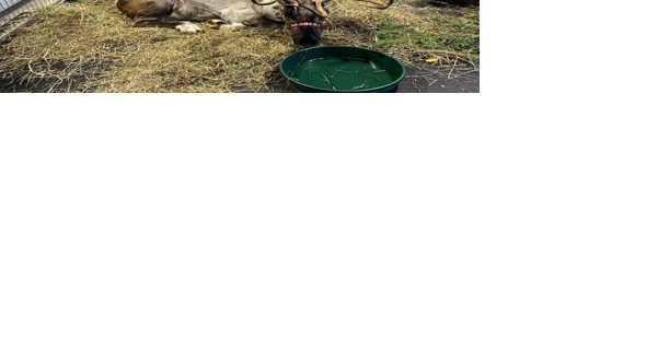 Santa's reindeer visit Coastal in Yakima - Vimarsana News