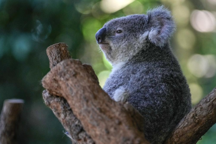 Koalas are dying from chlamydia. A new vaccine effort is trying to save  them